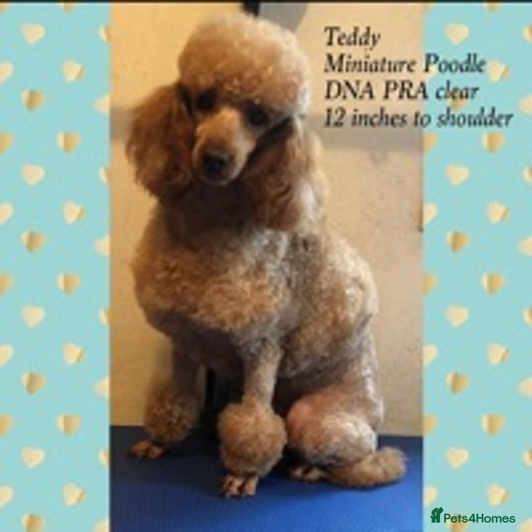 Miniature Poodle dogs for stud: fully DNA tested clear kc miniature poodle stud in Robertsbridge - Advert 1