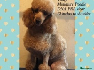 Miniature Poodle dogs in Robertsbridge - Advert 22