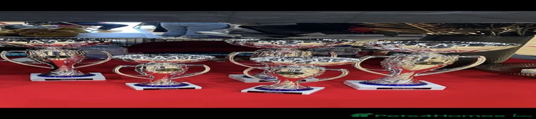 CREED.BUT CAN BE CCHANGED AS HE IS SO YOUNG