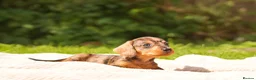 Dachshund dogs for sale: Rare Standard Wire Haired Dapple Dachshunds  in Leicester - Advert 3
