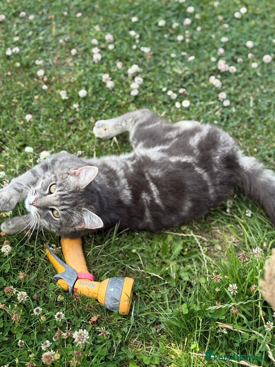 British Shorthair cats for sale: Sweet Halloween Baby Looking for a Loving Home🎃🐾 - Image 2