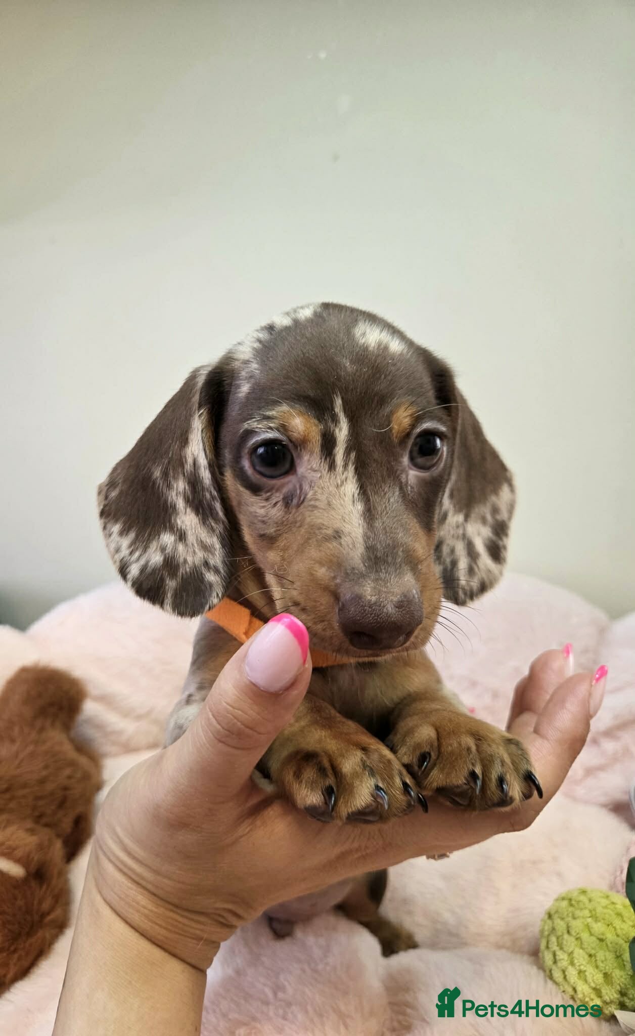 Miniature Dachshund dogs Miniature Dachshund - Advert 14