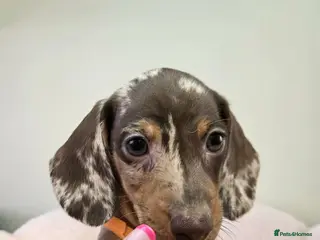 Miniature Dachshund dogs Miniature Dachshund - Advert 14