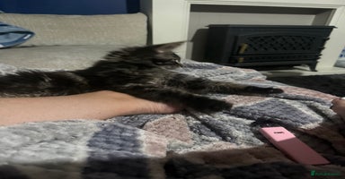 Maine Coon cats - Advert 13