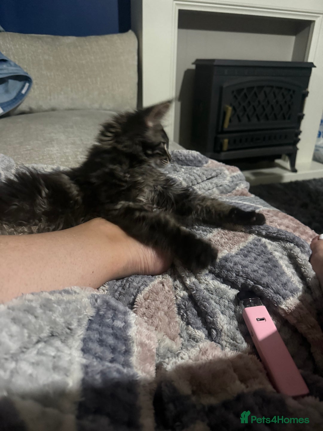 Maine Coon cats for sale: Last super loving boy left tica reg + vaccinated - Image 2