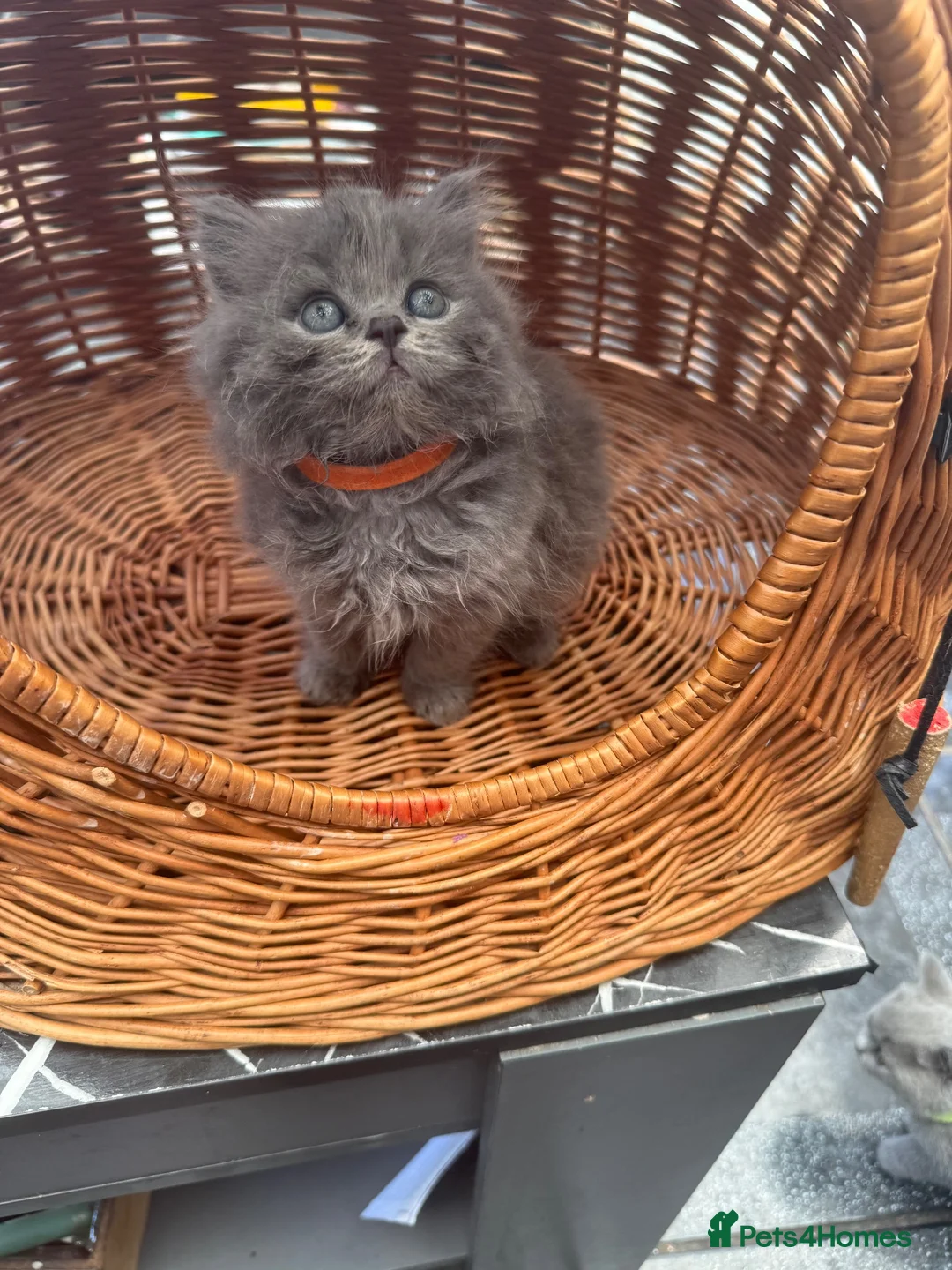 British Shorthair cats for sale: Gorgeous teddy British short/long hair GCCF stud in Luton - Advert 13