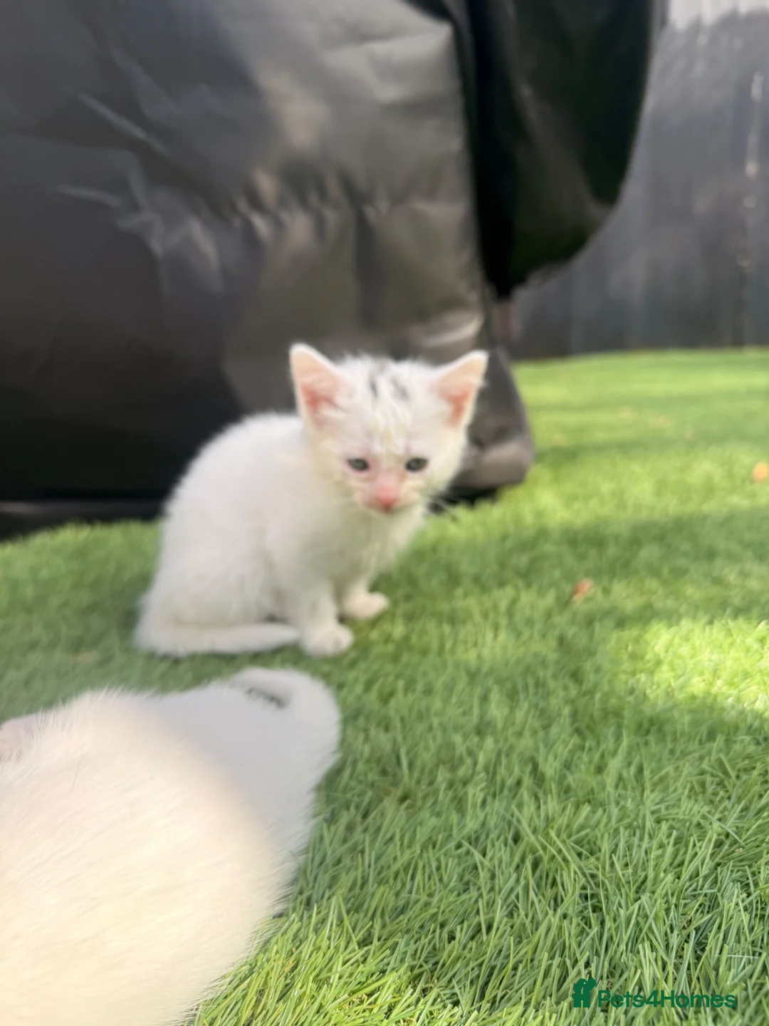 Turkish Angora cats for sale: Turkish angora - Advert 11