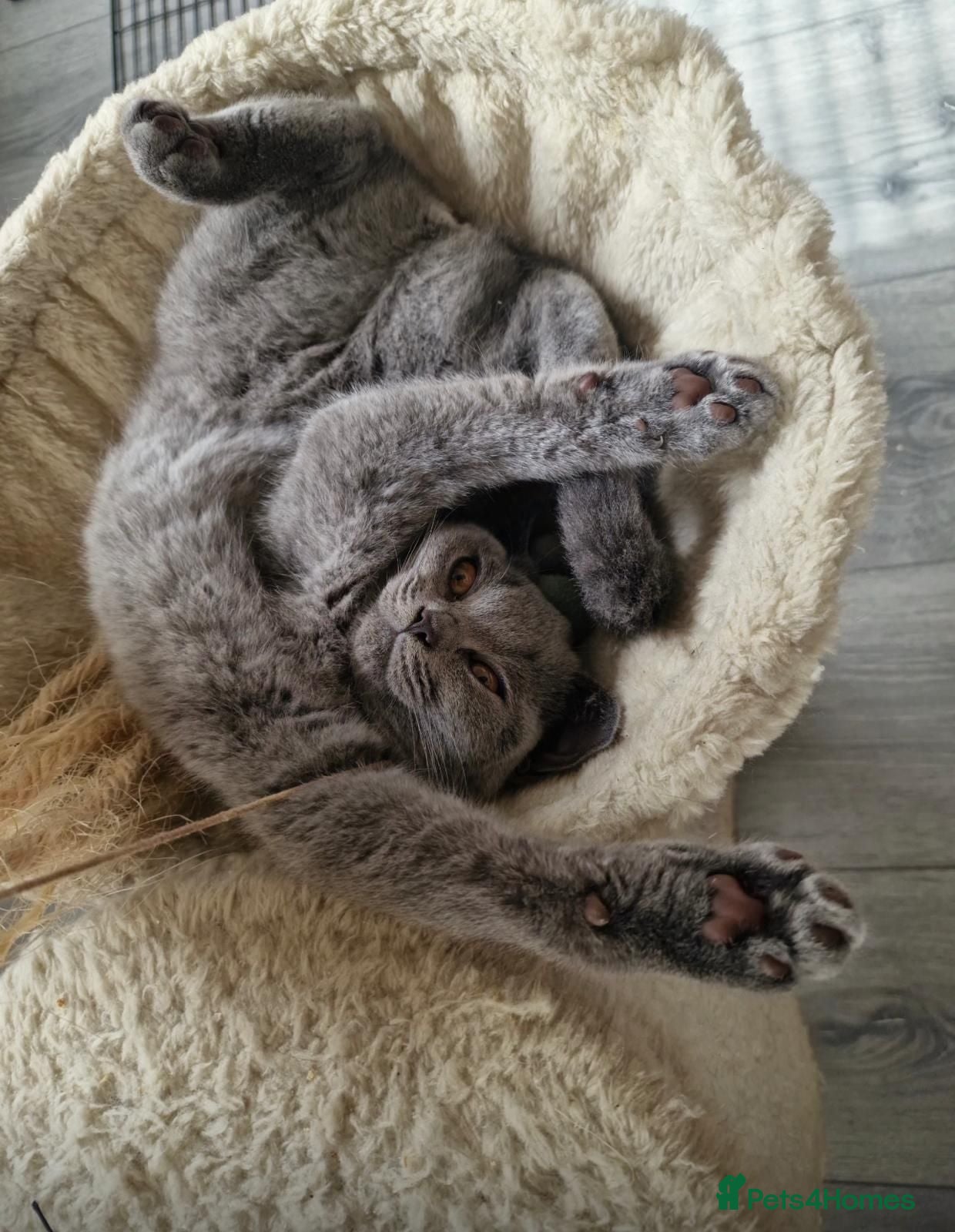 British Shorthair cats Only 2 sweet blue Britishshorthair kittens girls  - Advert 1