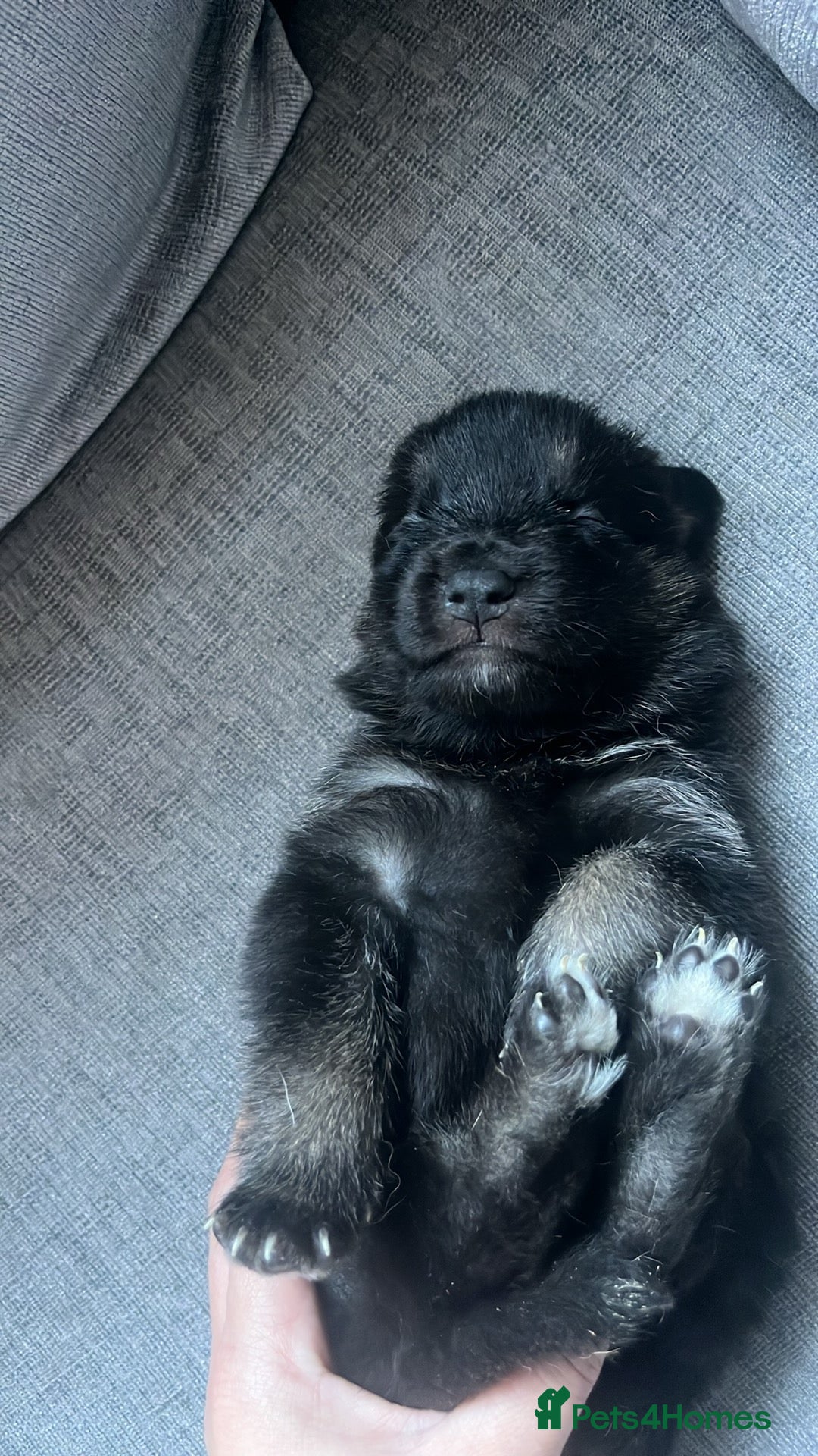 Mixed Breed dogs for sale: belgian malinois mix cross German shepherd  - Advert 22