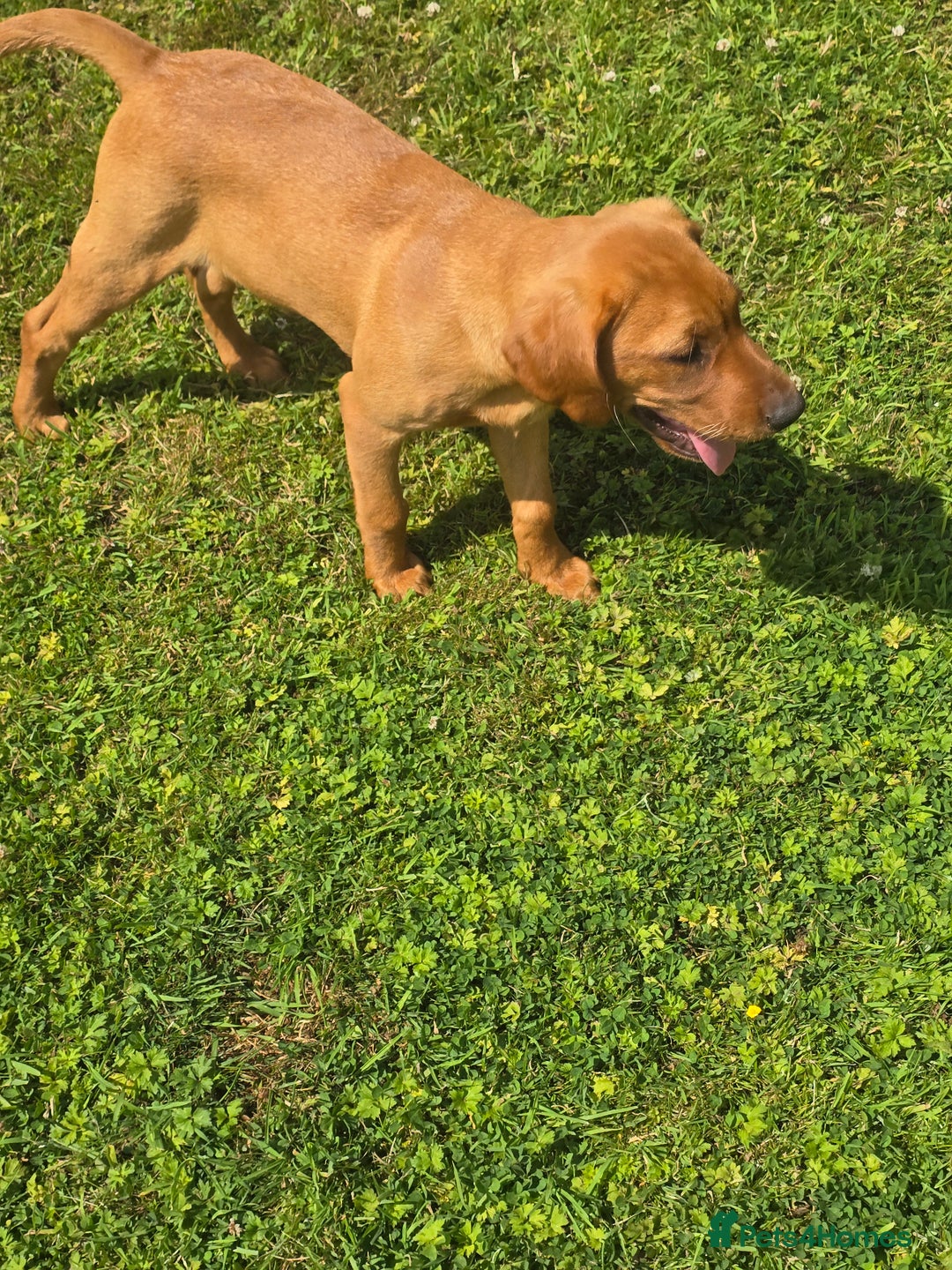 Labrador Retriever dogs for sale: Fully Health Tested KC Fox Red Labrador Puppies in York - Image 3