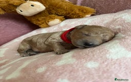 Cockapoo dogs for sale: 🌸3 gorgeous chunky Cockapoo puppy’s 🌸 - Image 23