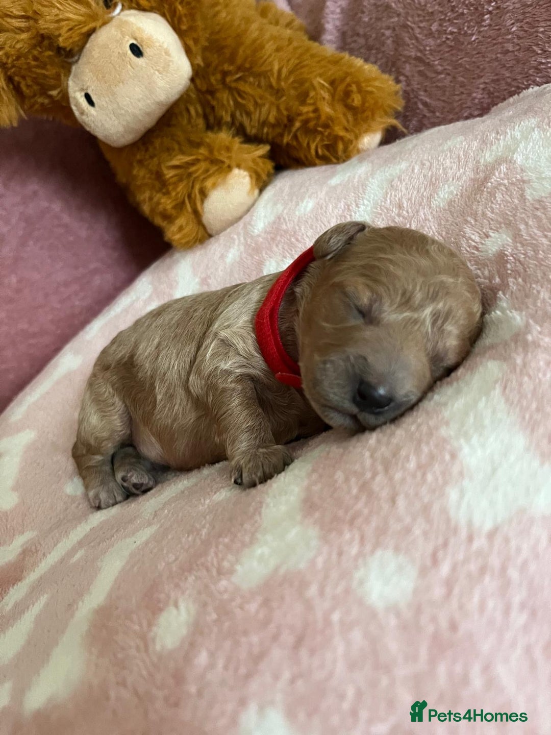 Cockapoo dogs for sale: 🌸3 gorgeous chunky Cockapoo puppy’s 🌸 - Image 23