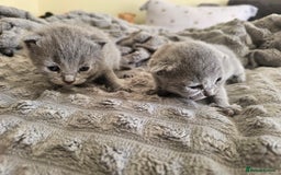 British Shorthair cats for sale: British Shorthair x Scottish Fold - Image 14