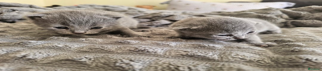 British Shorthair Kitten 2