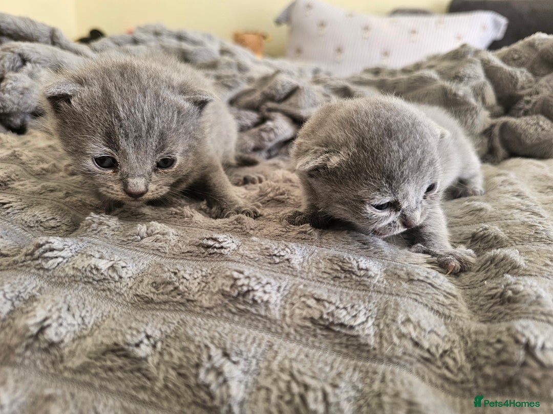 British Shorthair cats for sale: British Shorthair x Scottish Fold - Image 14