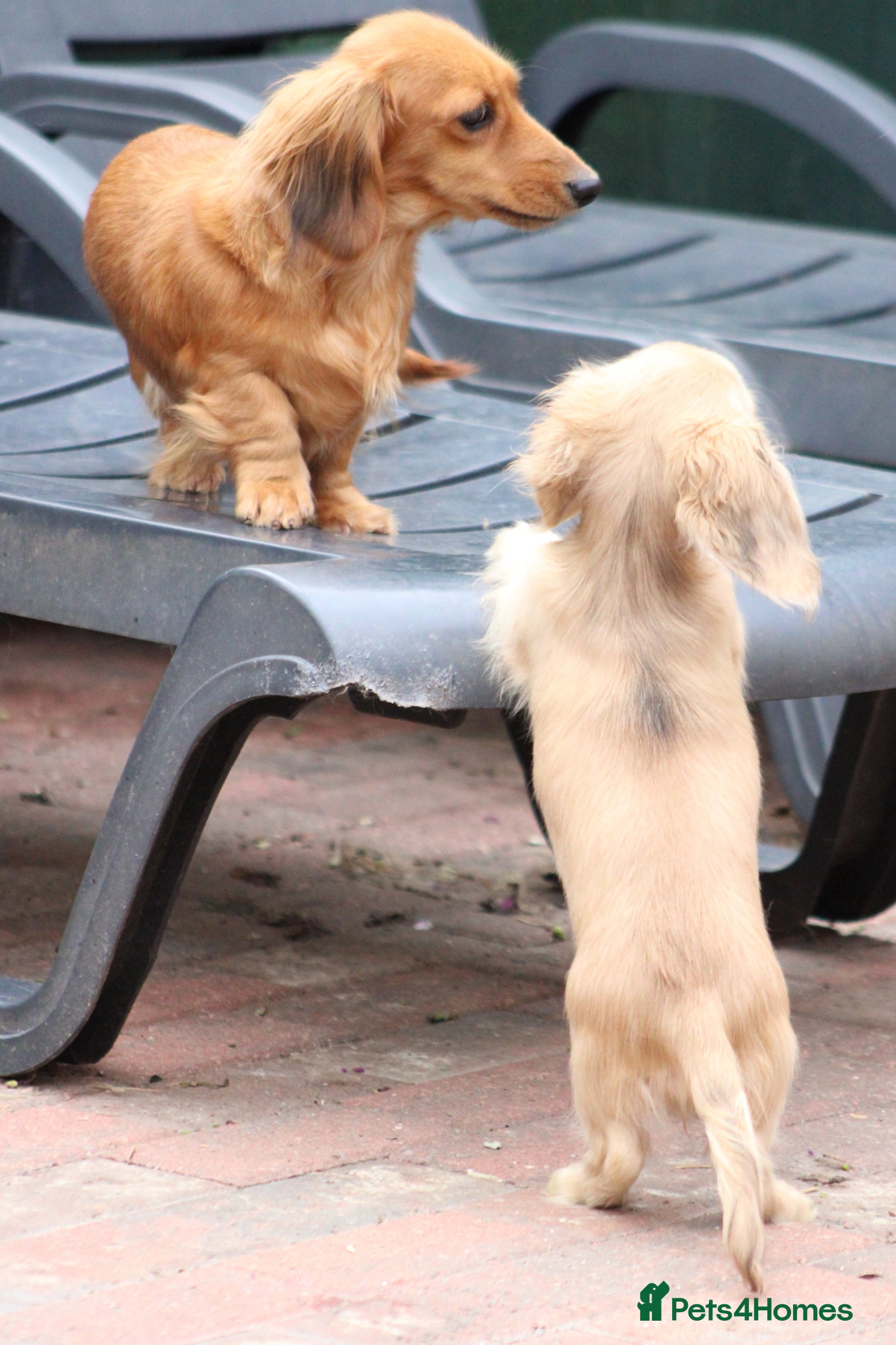 Miniature Dachshund dogs for sale: Cream girl  - Advert 6