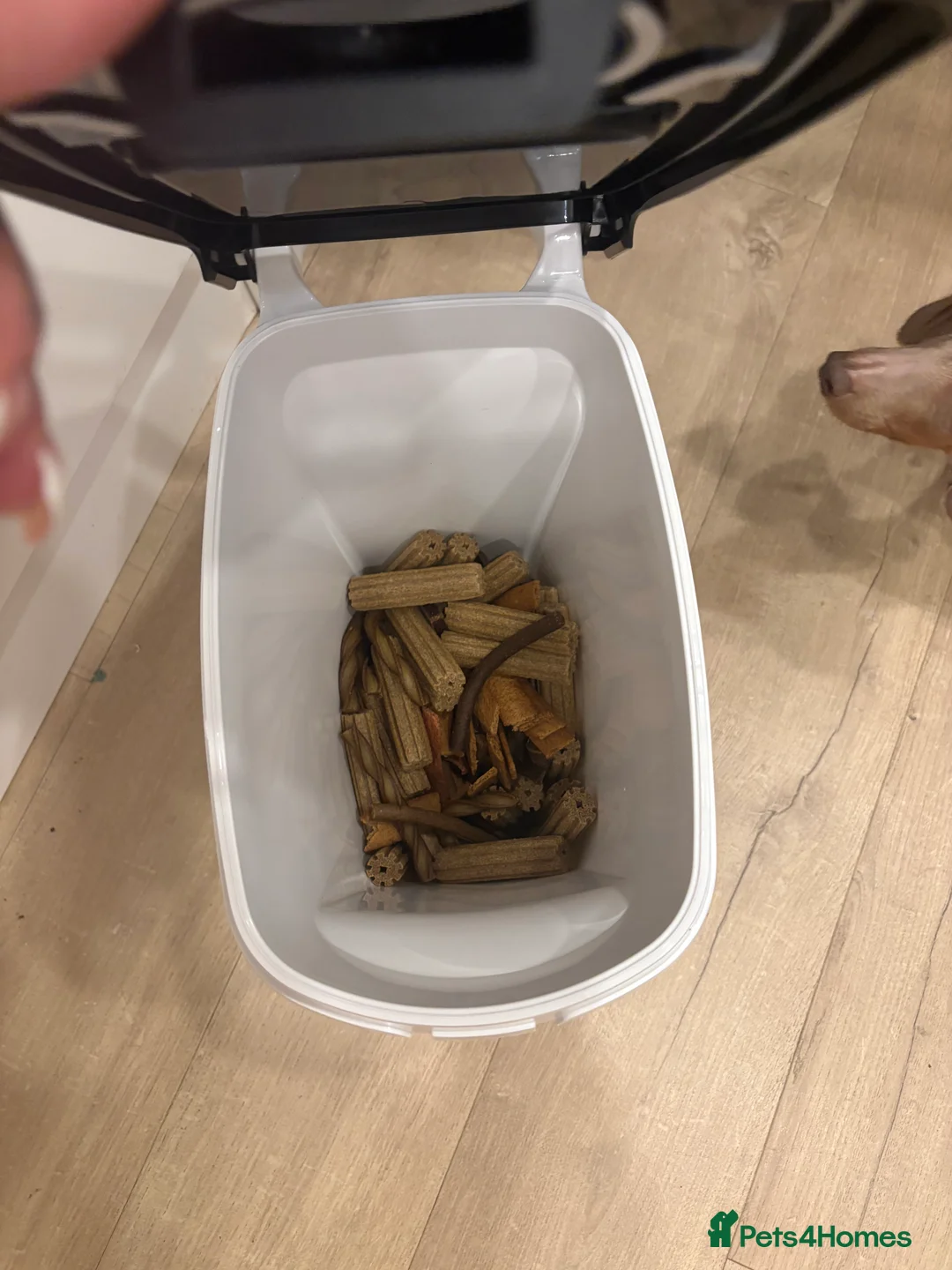 Miniature Dachshund dogs for sale: Long haired mini dachshund looking for forever hom - Advert 4