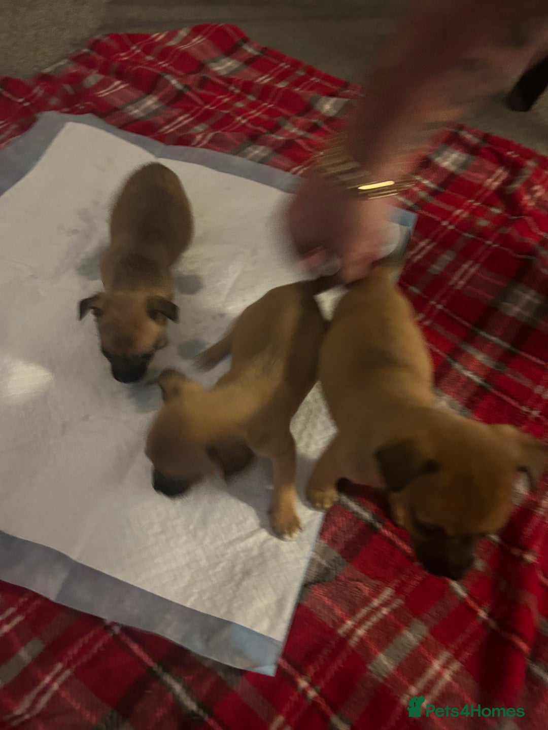 Mixed Breed dogs for sale: Chihuahua x terrier  - Advert 8