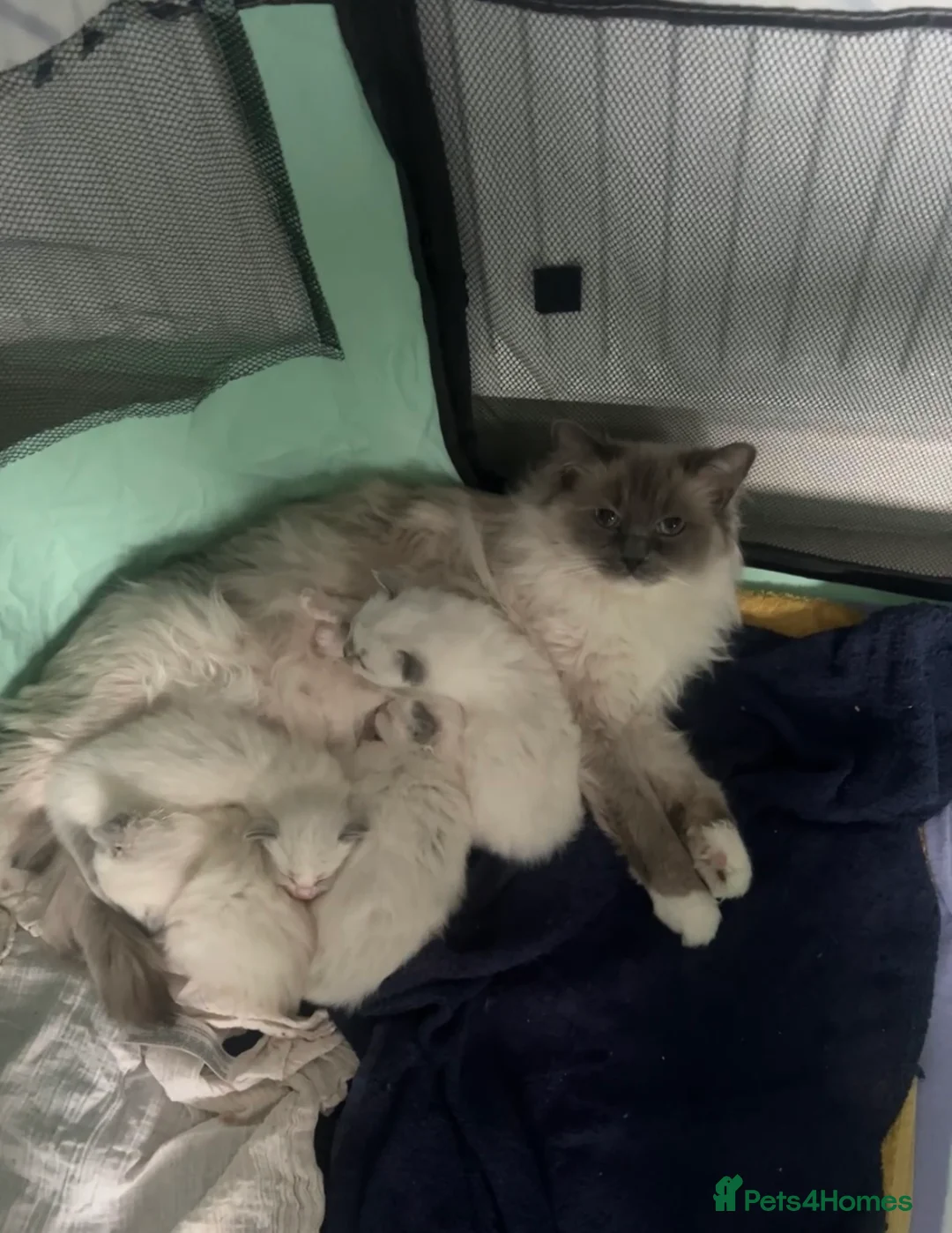 Ragdoll cats for sale: Un spayed female ragdoll  - Advert 4