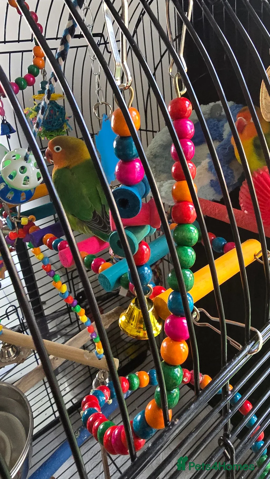 Lovebirds birds for sale: Love birds 🐦  in Luton - Advert 2