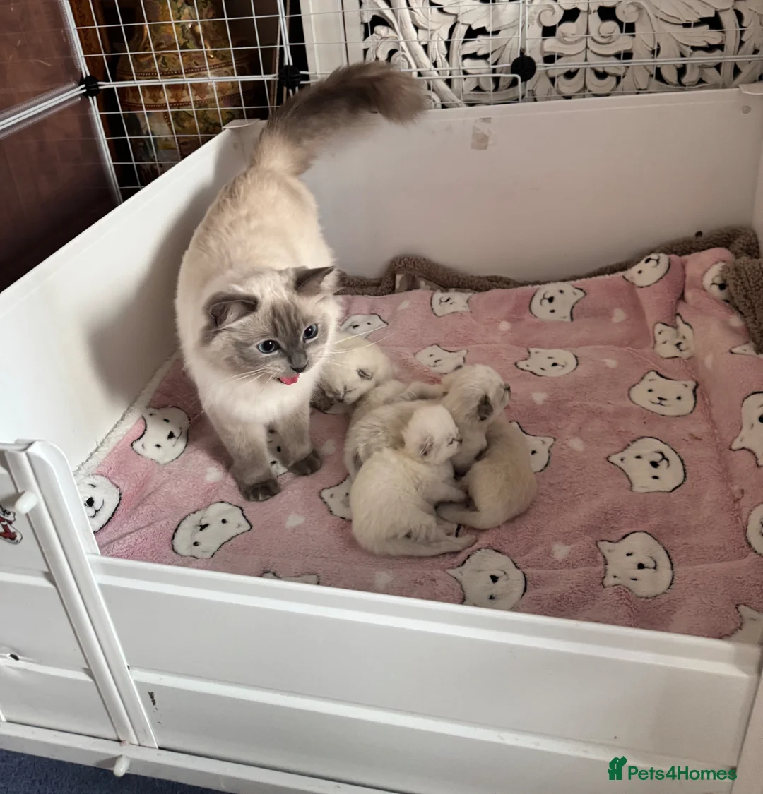 Ragdoll cats for sale: Stunning Bluepoint Ragdoll GCCF pedigree Kittens - Advert 9