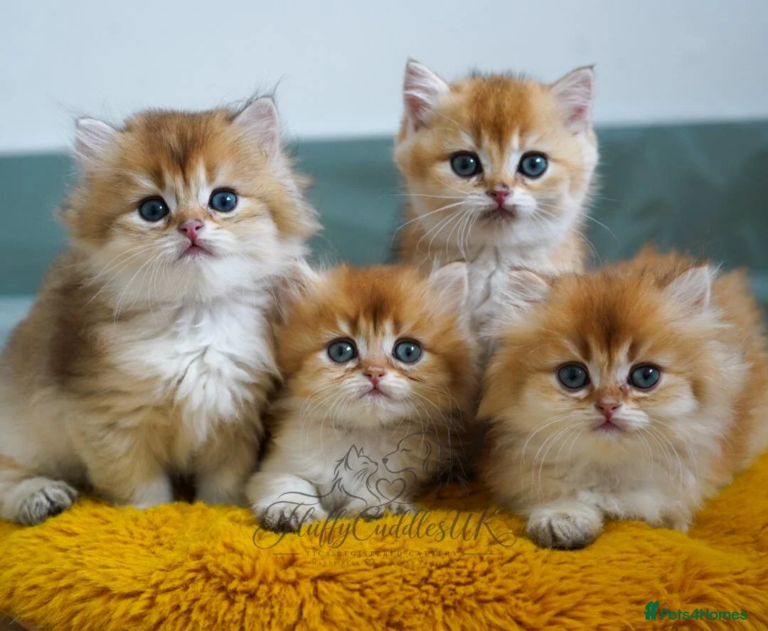 British Longhair cats for sale: TICA Exceptional Pedigree Golden British Kittens - Advert 1