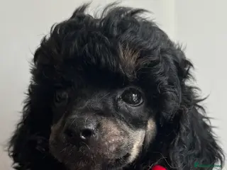 Toy Poodle dogs Outstanding tiny KC registered toy poodle - Advert 11