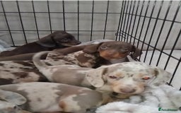 Miniature Dachshund dogs for sale: KC, PRA, STUNNING LITTER MIN,DASH😍 - Image 8