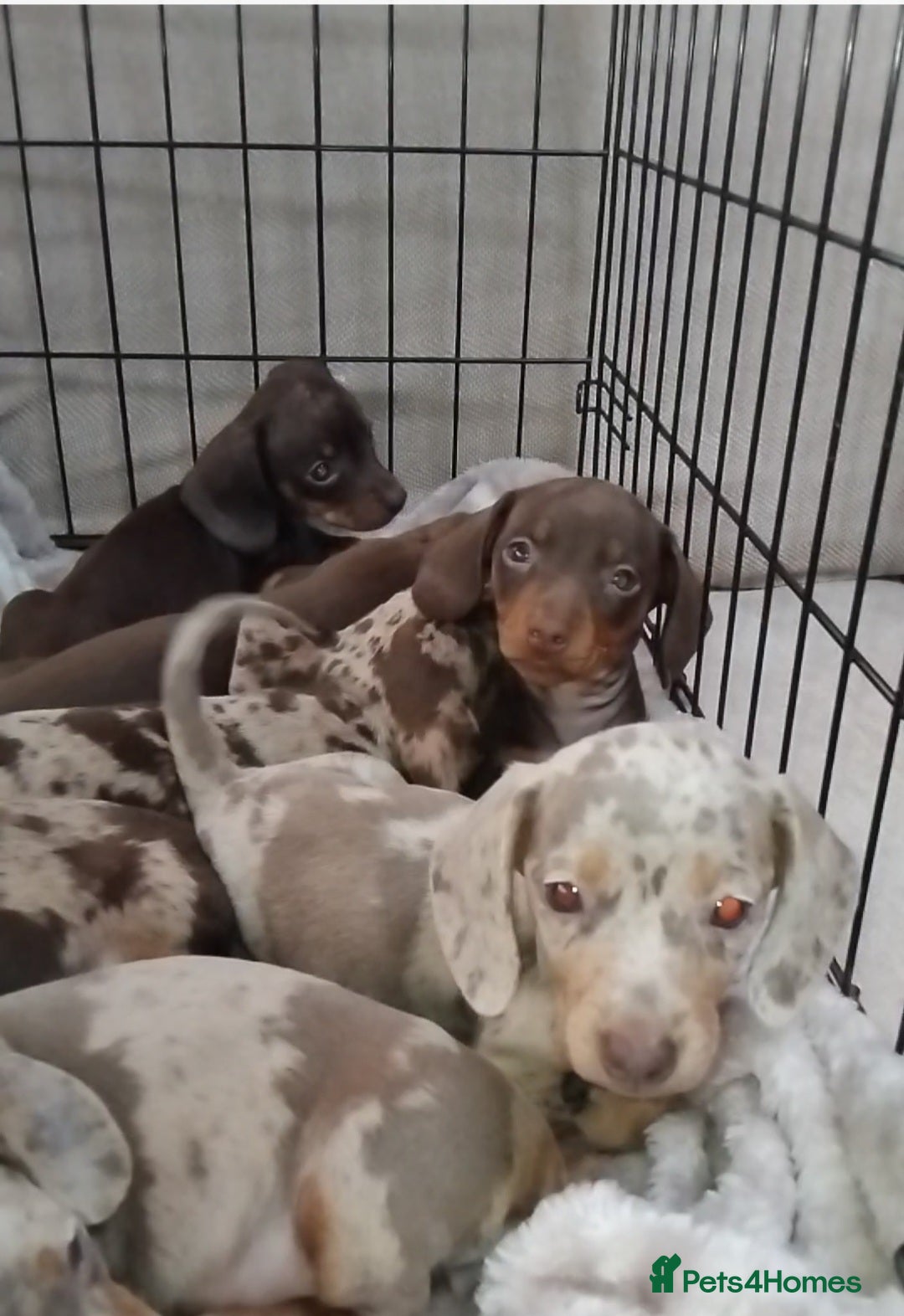 Miniature Dachshund dogs for sale: KC, PRA, STUNNING LITTER MIN,DASH😍 - Image 8