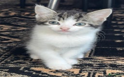 British Shorthair cats for sale: Female British Short Hair - Advert 6