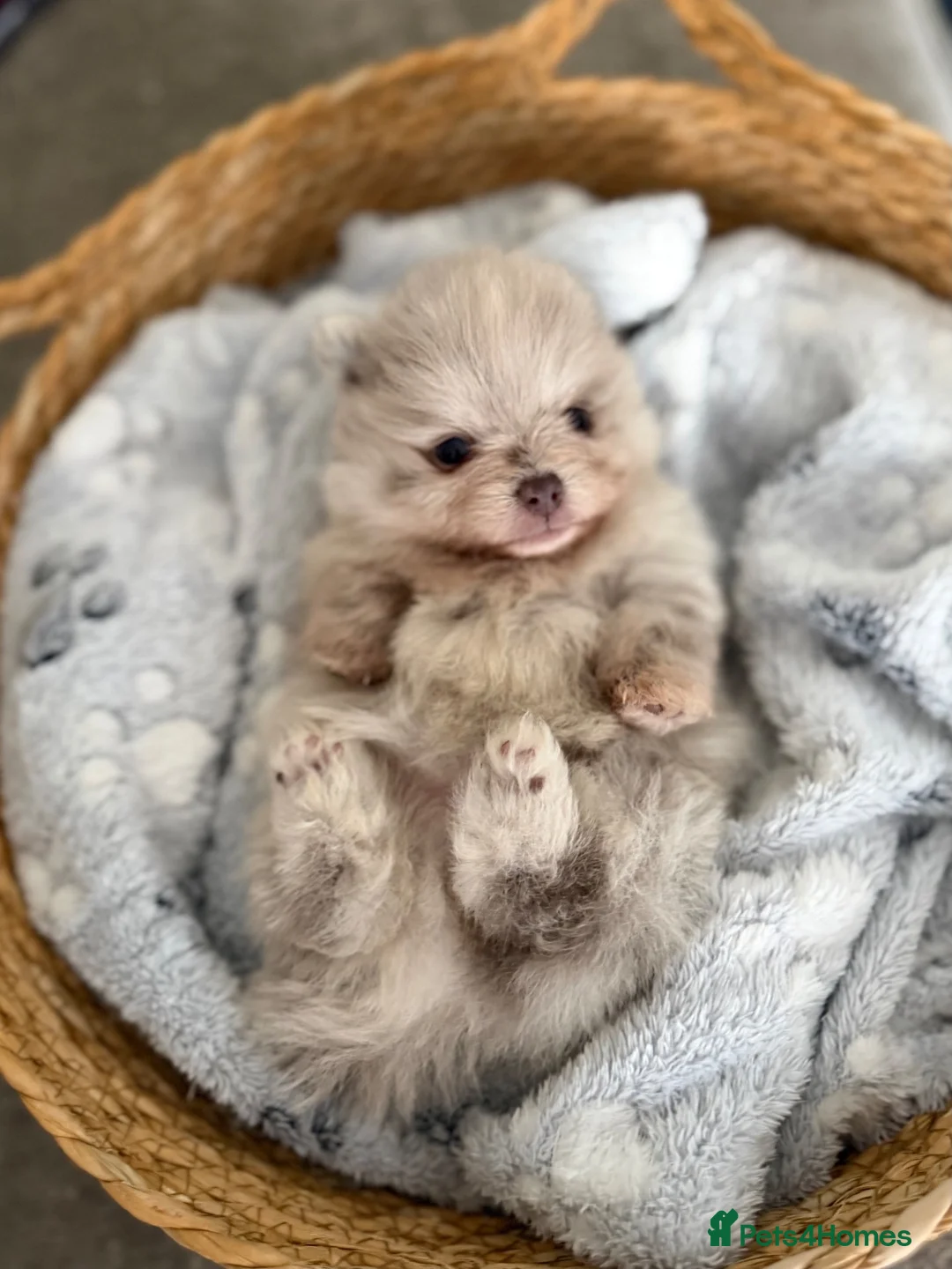 Pomeranian dogs for sale: Pomeranian merl puppies - Advert 1