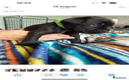Mixed Breed dogs for sale: Lakeland x Boston terrier - Image 12