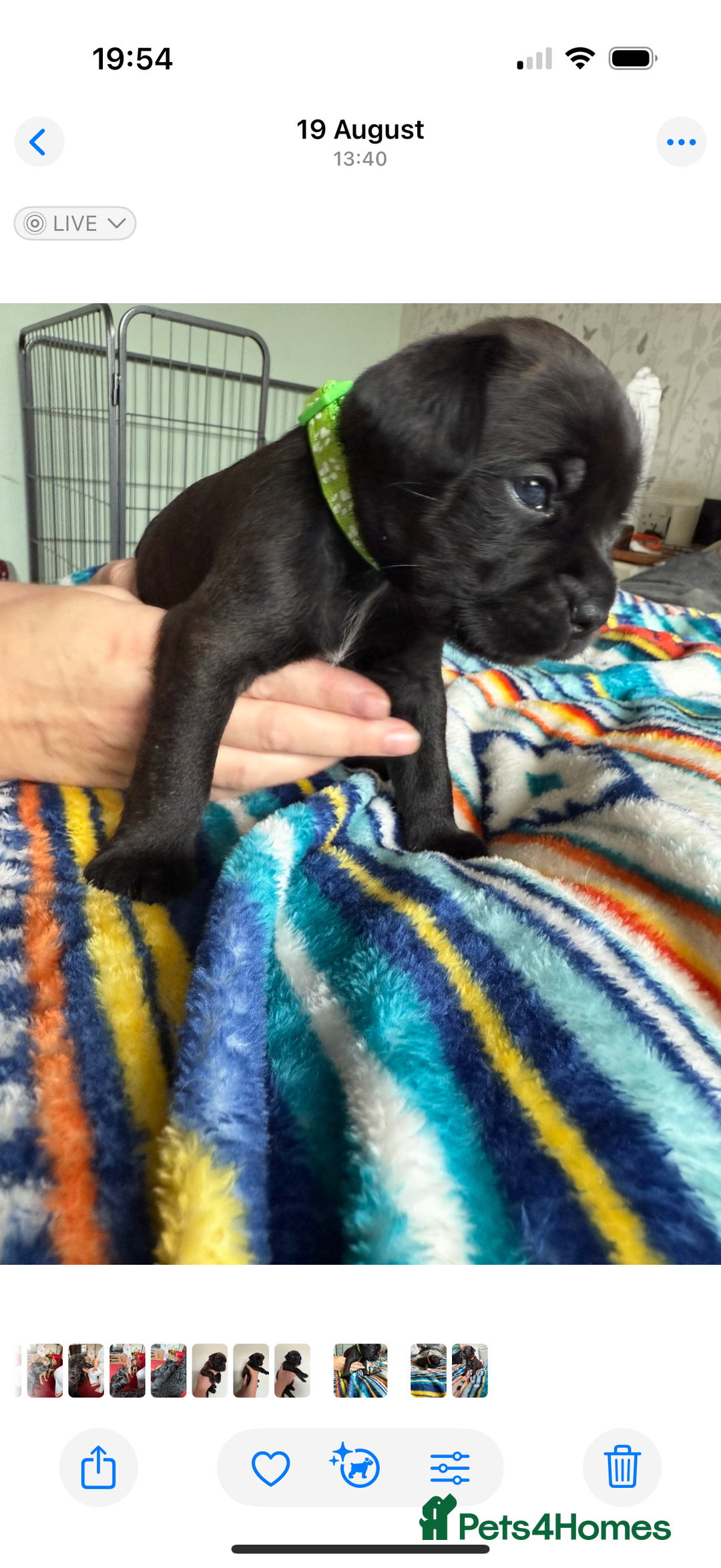 Mixed Breed dogs for sale: Lakeland x Boston terrier - Image 12