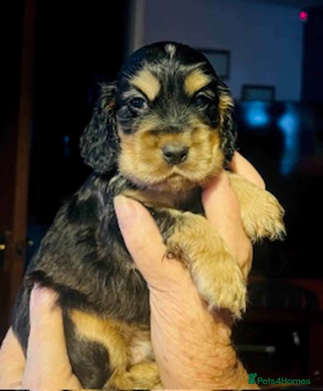 Cocker Spaniel dogs for sale: lyncham cocker spaniels - Image 2