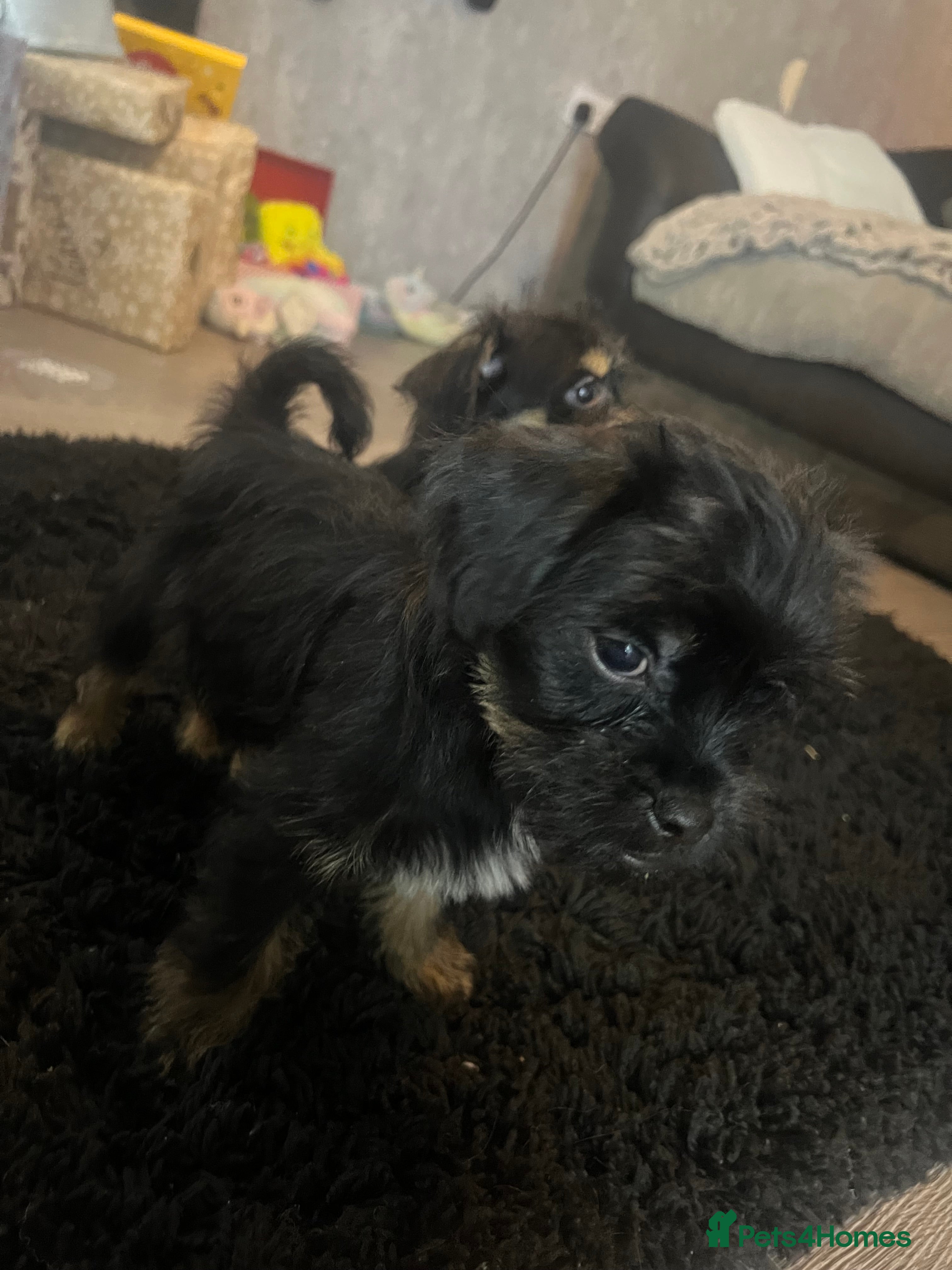 Mixed Breed dogs Jackapoo frenchy - Advert 1