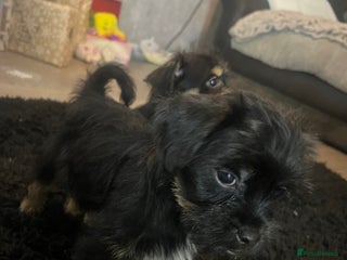 Mixed Breed dogs Jackapoo frenchy - Advert 1