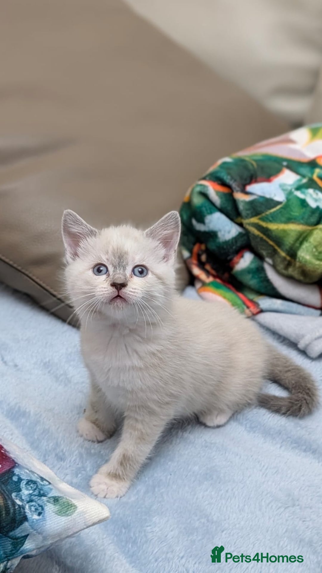 European cats for sale: 4 beautiful kittens for sale - Advert 18