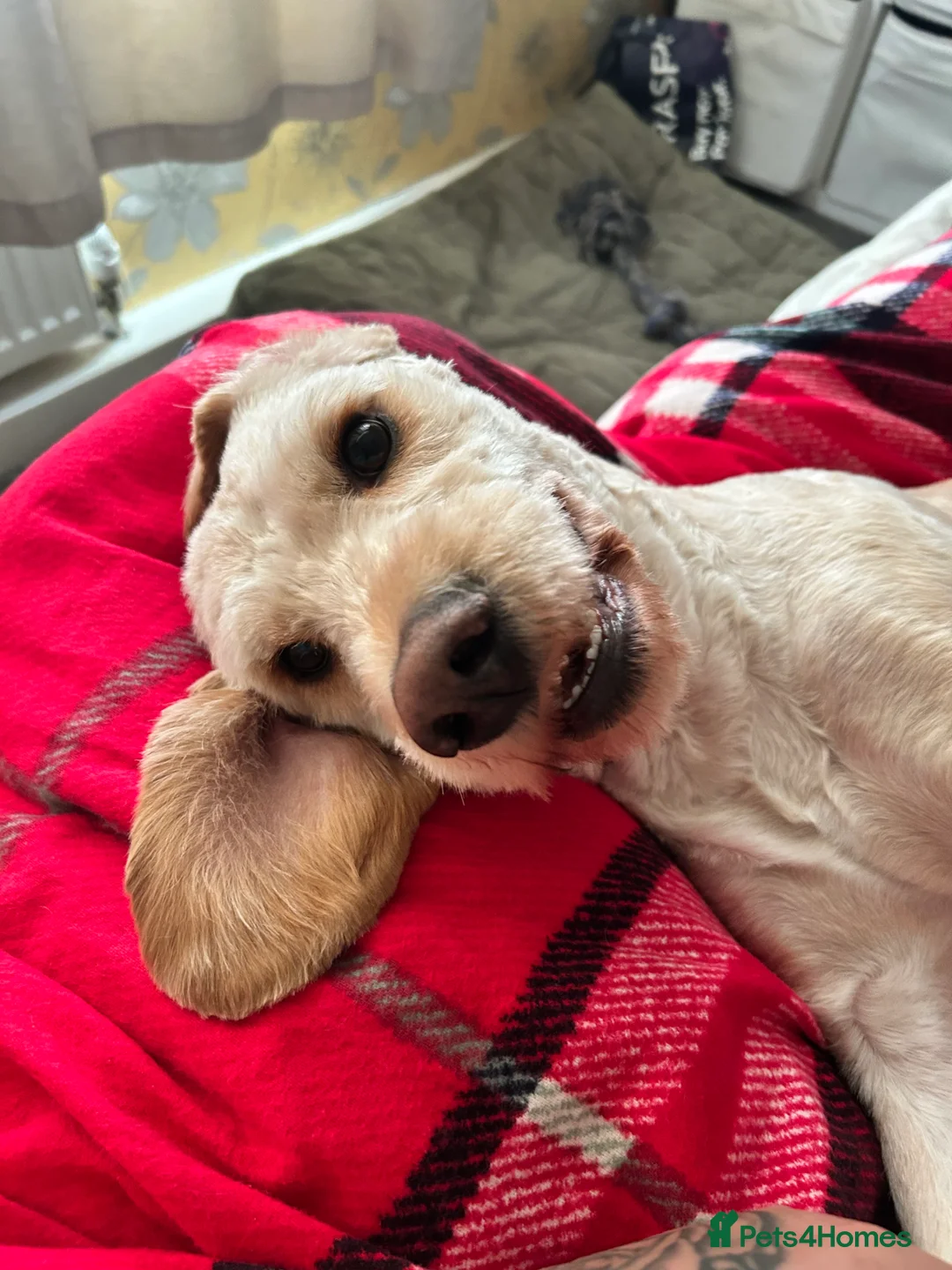 Cockapoo dogs for sale: ** REHOME ** 3 YEAR OLD COCKAPOO - Advert 3