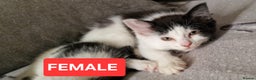 Mixed Breed cats for sale: Lovely Kittens  - Advert 3