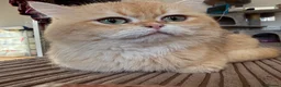 British Shorthair cats for sale: Golden chocolate British shorthair  - Advert 2