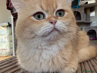 British Shorthair cats Golden chocolate British shorthair - Advert 6