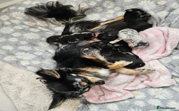 Chihuahua dogs for sale: Beautiful  Blue and Merle Chihuahua  - Image 7