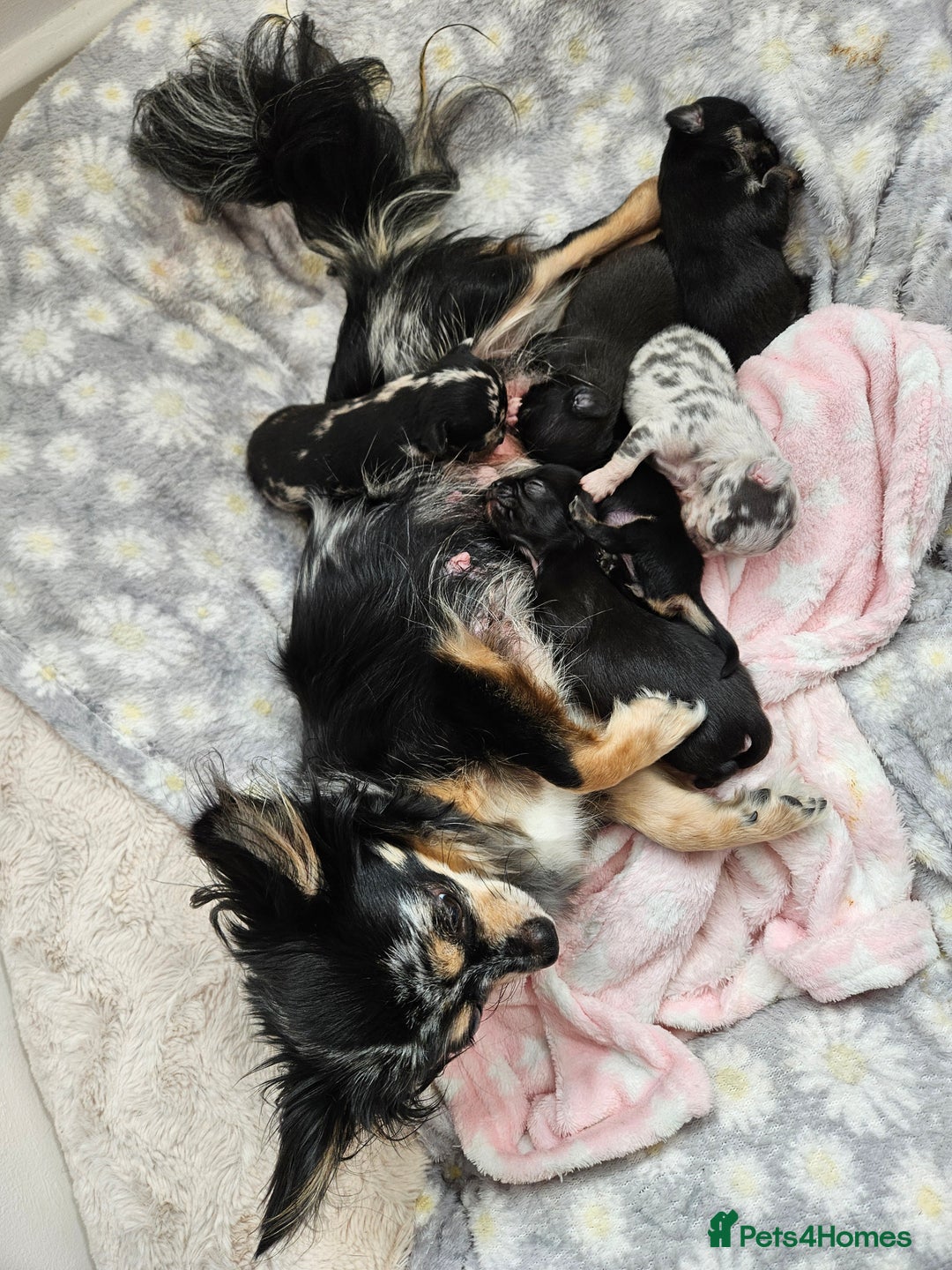 Chihuahua dogs for sale: Beautiful  Blue and Merle Chihuahua  - Image 7