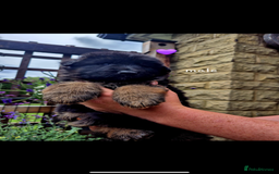 German Shepherd dogs for sale: KC reg health tested German shepherd puppies  - Image 2