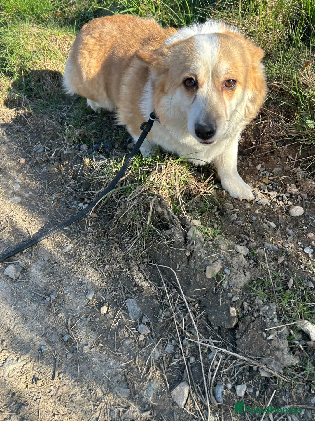 Welsh Corgi Pembroke dogs for sale: Welsh Pembroke corgi - Advert 2