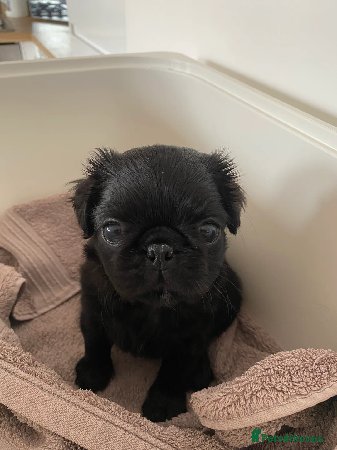 Pug dogs for sale: Beautiful little girl - Advert 9