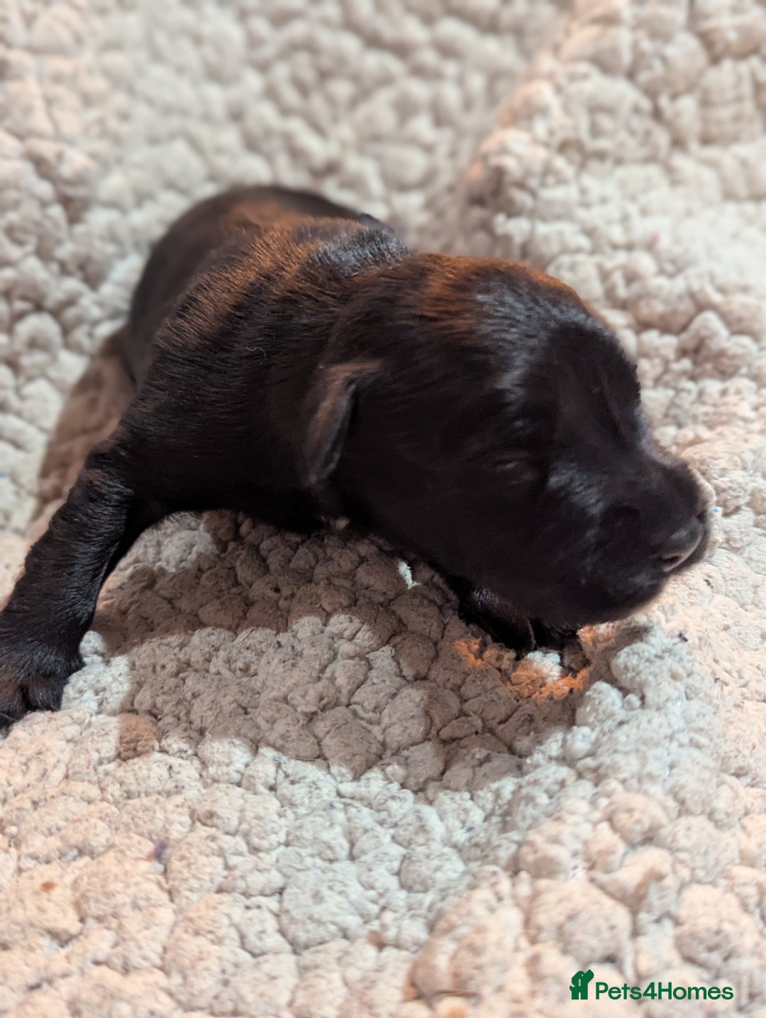 Miniature Schnauzer dogs for sale: Kc reg miniature schnauzers pups available  - Advert 3