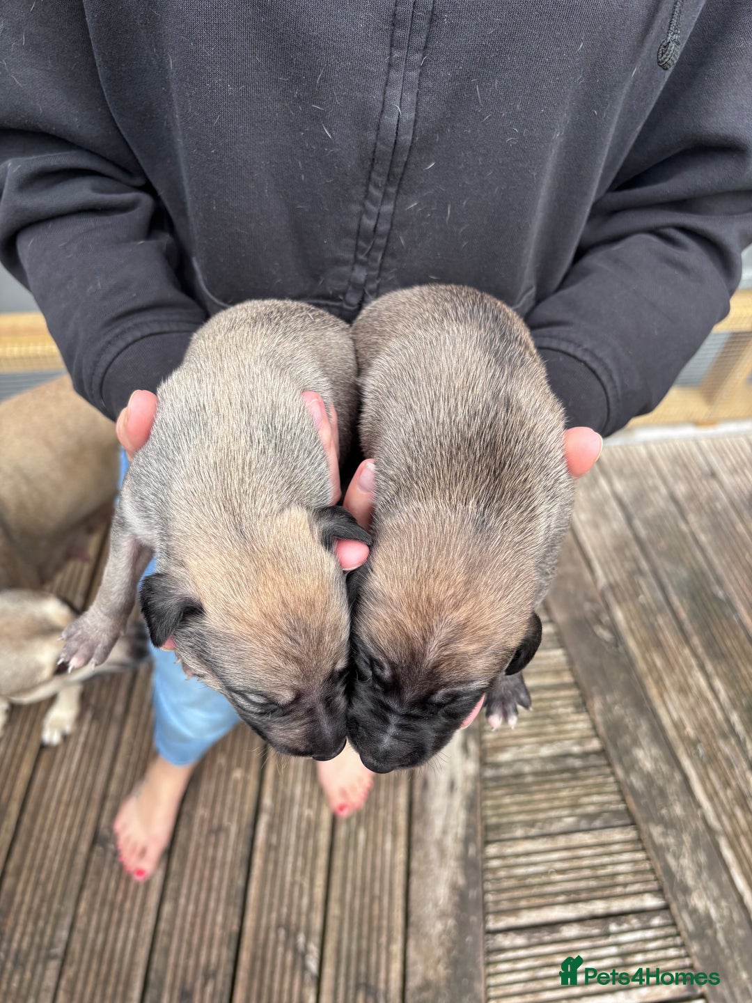 Lurcher dogs for sale: Whippet/greyhound/bull X greyhound/whippet/collieX - Image 6