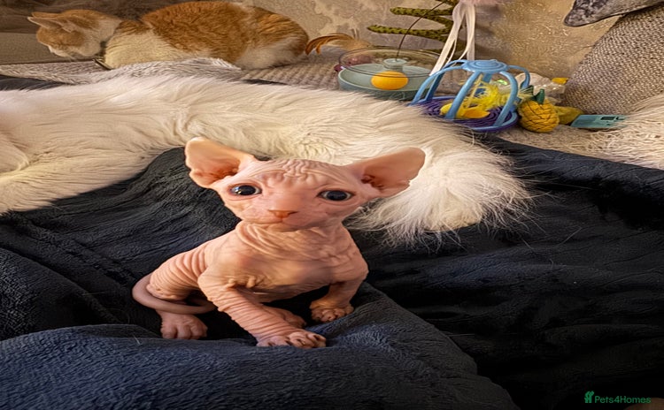 Sphynx cats - Advert 3