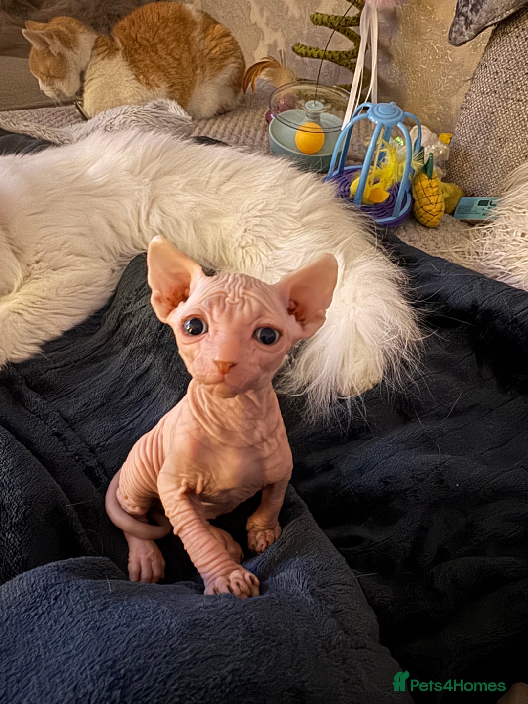 Sphynx cats for sale: Sphynx baby boy available  - Image 1